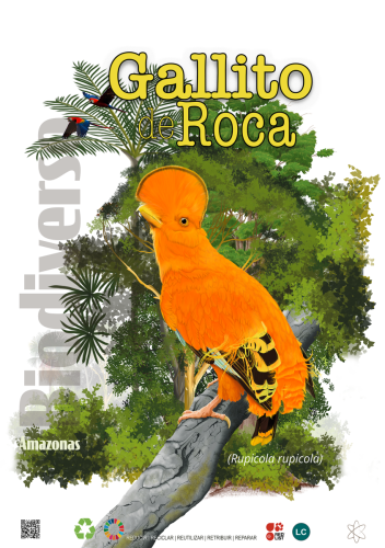Gallito de Roca — Rupicola rupicola
