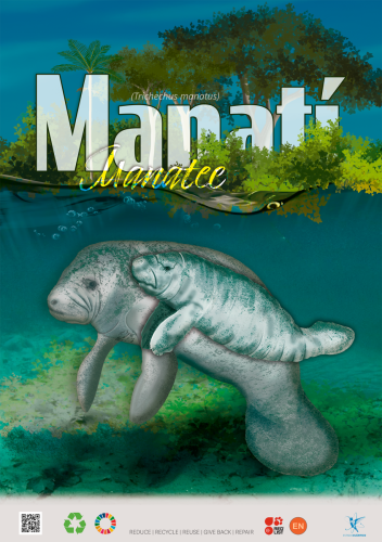 Manatí — Trichechus manatus