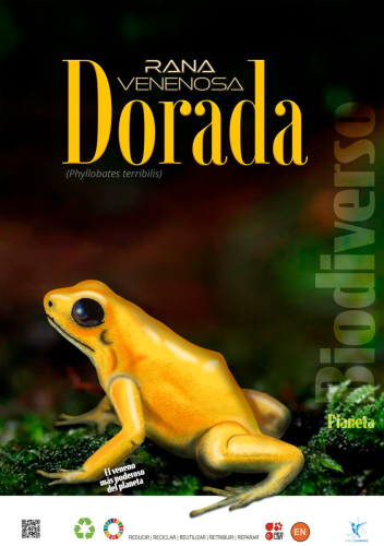 Rana dorada venenosa — Phyllobates terribilis