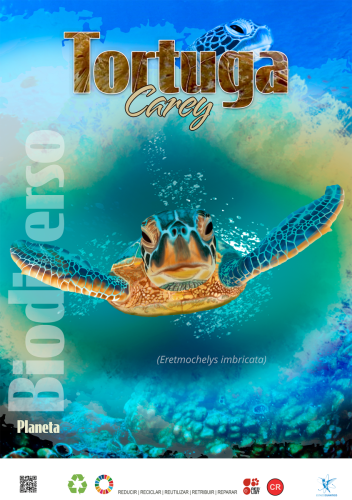 Tortuga Carey — Eretmochelys imbricata