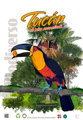 Tucán de pico acanalado — Ramphastos vitellinus