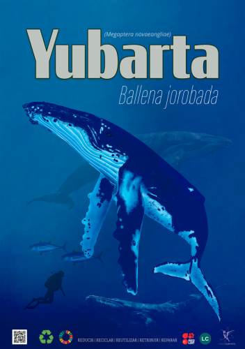 Ballena Yubarta — Megaptera novaeangliae