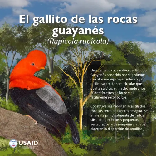 Redes Gallito de Roca