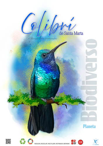 Colibri de Santa Marta — Campylopterus phainopeplus